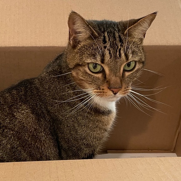 Meet your Posher, Misty - Picture 1 of 2